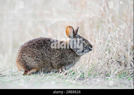 Sumpfkaninchen, Myakka River State Park, Florida, Sumpfkaninchen, Sumpfkaninchen (Sylvilagus palustris), lateral, USA Stockfoto