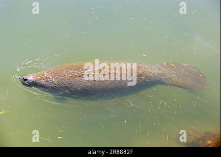 Florida Seekühe (Trichechus manatus latirostris), Florida, USA, Westindische Seekühe, karibische Seekühe Stockfoto