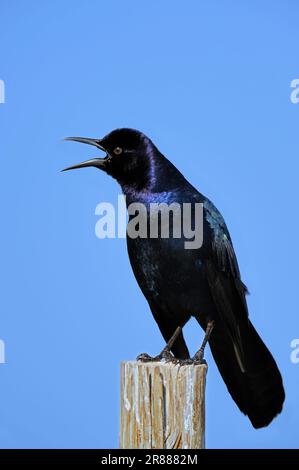 Grackle (Quiscalus Major), Männlich, Florida, USA Stockfoto