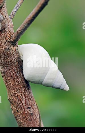 Florida Tree Snail (Liguus fasciatus), Everglades-Nationalpark, Florida, USA Stockfoto