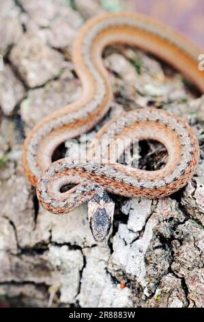 Florida Brown Snake (Storeria dekayi victa), Myakka State Park, Florida, USA, Dekay Snake, DeKays Braune Schlange Stockfoto