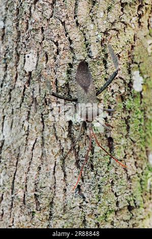 Wheel Bug (Arilus cristatus), Corkscrew Swamp Sanctuary, Florida, USA Stockfoto