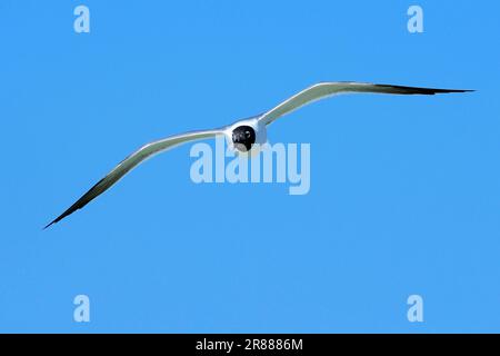 Lachend Gull (Larus Atricilla), Sanibel Island, Florida, USA Stockfoto