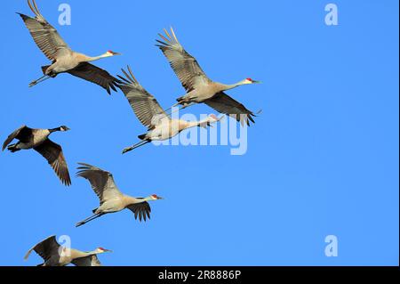 Sandhill Cranes (Grus canadensis) und Canada Goose (Branta canadensis), Everglades-Nationalpark, Florida, USA Stockfoto