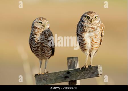 Burrowing Eulen (Athene cunicularia) Paar, Florida, Burrowing Ewl, USA Stockfoto