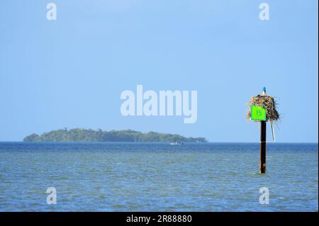 Westliche Fischadler (Pandion haliaetus), Nest am Signalturm, Everglades-Nationalpark, Florida, Signalfeuer, USA Stockfoto