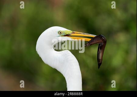 Great White Egret (Egretta alba) mit beschlagnahmten Fischen, Everglades-Nationalpark, Florida, USA Stockfoto