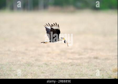 Caracara mit Beute, Florida, USA, Crested Caracara, Carancho (Polyborus plancus) Stockfoto