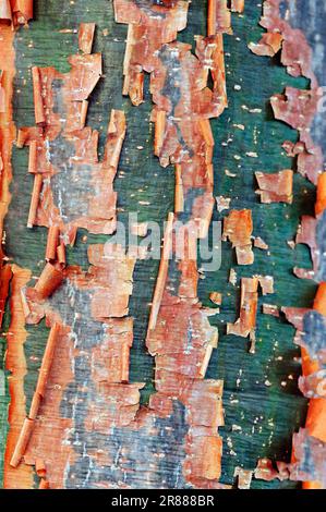 Gumbo Limbo (Bursera simaruba), Baumrinde, Everglades-Nationalpark, Florida, USA (Burseraceae) Stockfoto