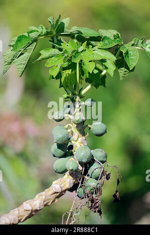 Pawpaw (Carica Papaya), Obst auf dem Baum, Everglades-Nationalpark, Florida, Melonenbaum, Melonenbaum, Caricaceae, USA Stockfoto