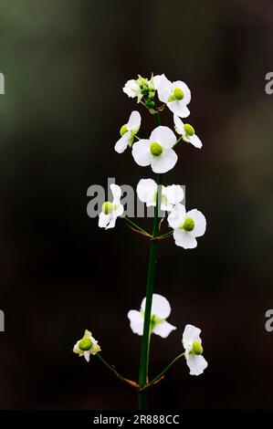 LangleinenPfeilspitze, Florida (Sagittaria lancifolia ssp. Lancifolia), Pfeilspitze auf der Bullenzunge, Entenkartoffel, USA Stockfoto