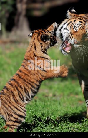 Sumatra-Tiger (Panthera tigris sumatrae), weiblich und jung Stockfoto