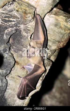 Ägyptischer Flughund (Rousettus Aegyptiacus) Stockfoto