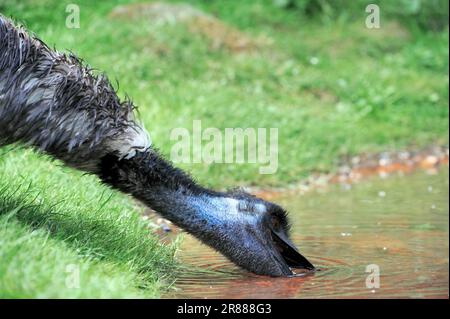 Emu (Dromaius Novaehollandiae) Stockfoto