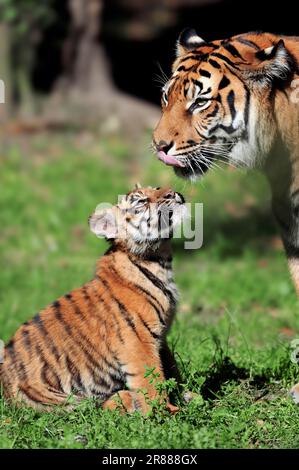 Sumatra-Tiger (Panthera tigris sumatrae), weiblich und jung Stockfoto