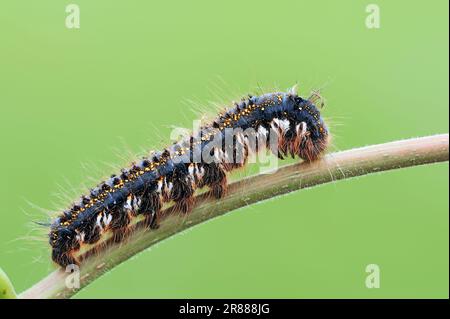 Trinker (Philudoria Potatoria), Raupe, Nordrhein-Westfalen, Trinker, lateral, Deutschland Stockfoto