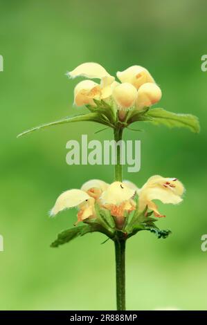 Gelbes Erzengel mit variegierter Gelbfärbung (Lamium argentatum), Nordrhein-Westfalen (Lamiastrum argentatum), Goldnessel, Deutschland Stockfoto