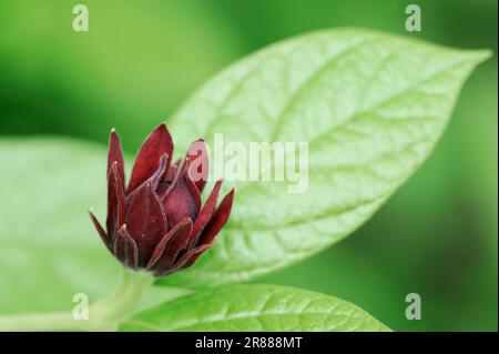 Gemeiner Strauch (Calycanthus floridus), Carolina-Nelkenpfeffer, Erdbeer-Strauch, Calycanthaceae Stockfoto