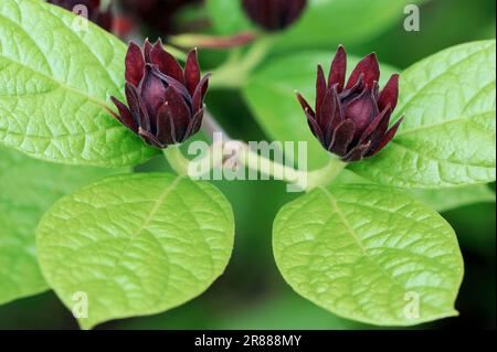 Gemeiner Strauch (Calycanthus floridus), Carolina-Nelkenpfeffer, Erdbeer-Strauch, Calycanthaceae Stockfoto