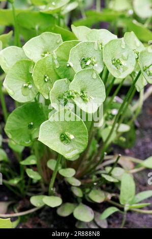 Grüner Salat (Claytonia perfoliata) (Montia perfoliata), Winterpüree, FrühlingsBeauty, Springbeauty, indischer Salat Stockfoto