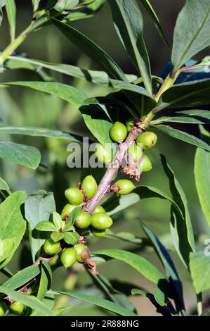 Februar Daphne (Daphne mezereum), Deutschland, Mezereon Stockfoto