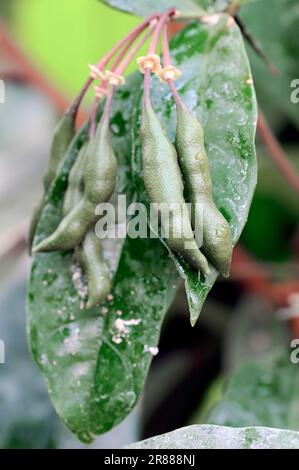 Cola (Cola acuminata) Baum, Obst, Cola Stockfoto