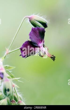 Dusky Cranesbill, Dusky Cranes-Bill, Dusky Trauer (Geranium phaeum) Witwe Stockfoto