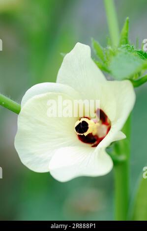 Okra (Abelmoschus esculentus) (Hibiscus esculentus), Frauenfinger, Gombo, Gumbo Stockfoto