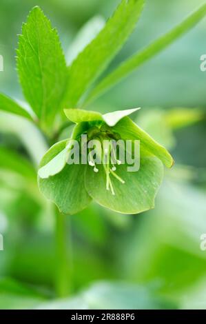 Grüner Helleborus viridis, Bärenfuß Stockfoto