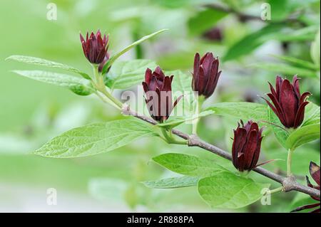 Gemeiner Strauch (Calycanthus floridus), Carolina-Nelkenpfeffer, Erdbeer-Strauch, Calycanthaceae Stockfoto