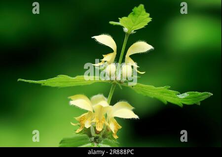 Gelbnessel, Nordrhein-Westfalen (Lamiastrum galeobdolon), Gelberzengel (Lamium galeobdolon) Goldnessel, Deutschland Stockfoto