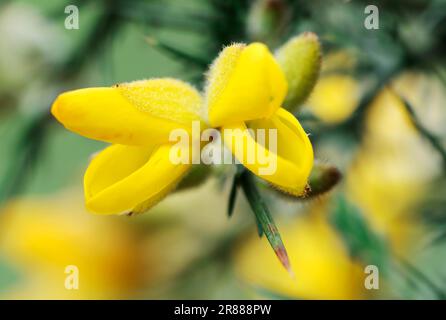 Westliche Gorse (Ulex gallii), ZwergGorse Stockfoto