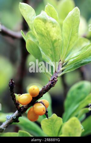 Februar Daphne (Daphne mezereum), Zweig mit Früchten, Deutschland, Mezereon Stockfoto