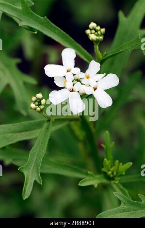 Jährlicher Candytuft (Iberis amara), Bitter Kandytuft, Wild Kandytuft, Rocket Kandytuft Stockfoto