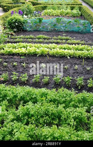 Gemüsebeet mit Gartenkresse (Lepidium sativum), Kopfsalat und Weißkohl (Brassica oleracea convar. Capitata f. alba) (Latuca sativa var. Stockfoto