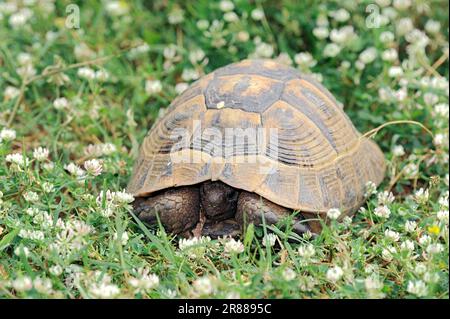 Hermannschildkröte (Testudo hermanni boettgeri), Boettgers-Schildkröte, griechische Schildkröte, Griechenland Stockfoto
