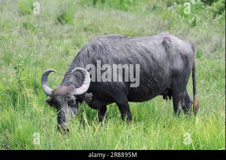 Hausbüffel (Bos arnee), Kuh, Kerabau, Carabao, Wasserbüffel (Bubalus arnee), Büffel, Griechenland Stockfoto