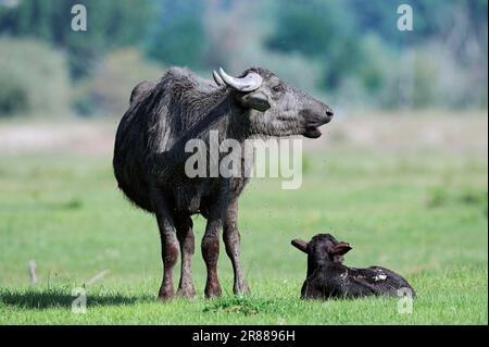 Hausbüffel (Bos arnee), Kuh mit Kalb, Kerabau, Carabao, Wasserbüffel (Bubalus arnee), Büffel, Griechenland Stockfoto