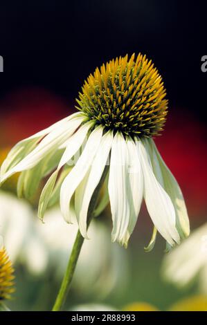 Coneflower „White Swan“, Purple Coneflower (Rudbeckia purpurea) Stockfoto