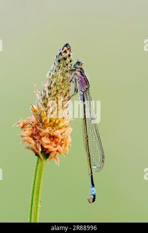 Blauschwanzflieder (Ischnura elegans), weiblich, jugendlich, Nordrhein-Westfalen, lateral, Deutschland Stockfoto