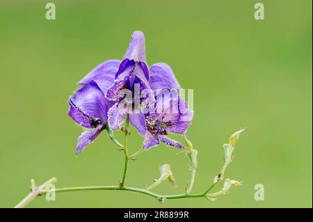 Gartenmonshood (Aconitum variegatum) Stockfoto