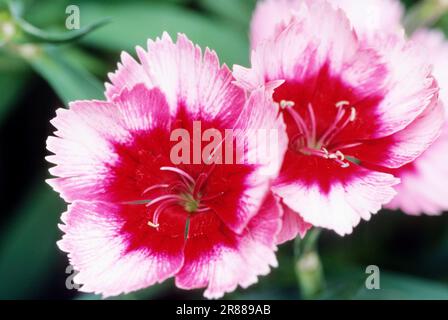 Chinesisch Pink, Chinesisch Pink, Regenbogenpink (Dianthus chinensis) Stockfoto