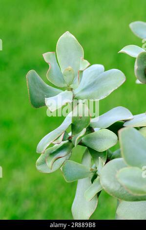 Silver Dollar Plant (Crassula arborescens), lver Jade Plant Stockfoto