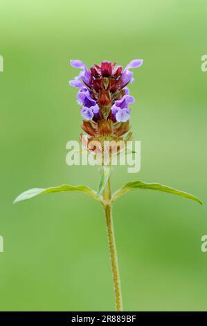 Little Brownelle, Nordrhein-Westfalen (Brunella vulgaris), Little Brunelle, Selfheial (Prunella vulgaris), Deutschland Stockfoto