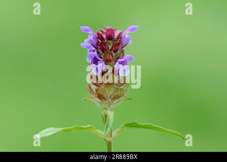 Little Brownelle, Nordrhein-Westfalen (Brunella vulgaris), Little Brunelle, Selfheial (Prunella vulgaris), Deutschland Stockfoto