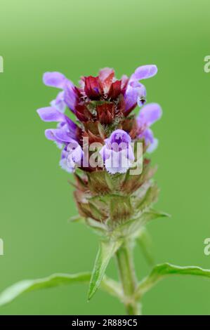 Little Brownelle, Nordrhein-Westfalen (Brunella vulgaris), Little Brunelle, Selfheial (Prunella vulgaris), Deutschland Stockfoto