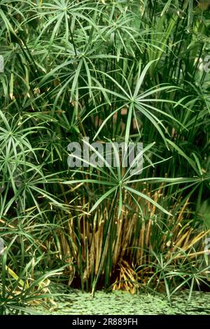 Schirm Papyrus (Cyperus alternifolius) (Cyperus involucratus), Schirm Papyrus, Schirmseide Stockfoto