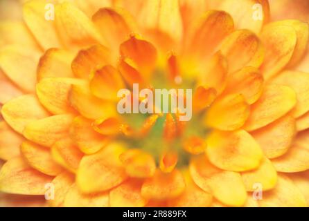 Chrysanthemum (Chrysanthemum indicum hybride) Stockfoto