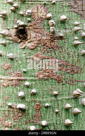 Kapok-Baum (Ceiba pentandra), Rinde (Bombacaceae) Stockfoto