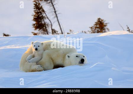 Eisbären (Ursus maritimus), weiblich und jung, 3 Monate, Wapusk-Nationalpark, Churchill, Manitoba (Thalassarctos maritimus), Eisbär, Polar Stockfoto